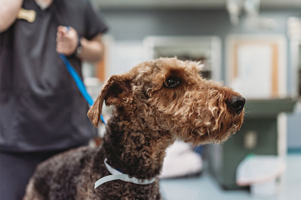 Dog on the leash with technician