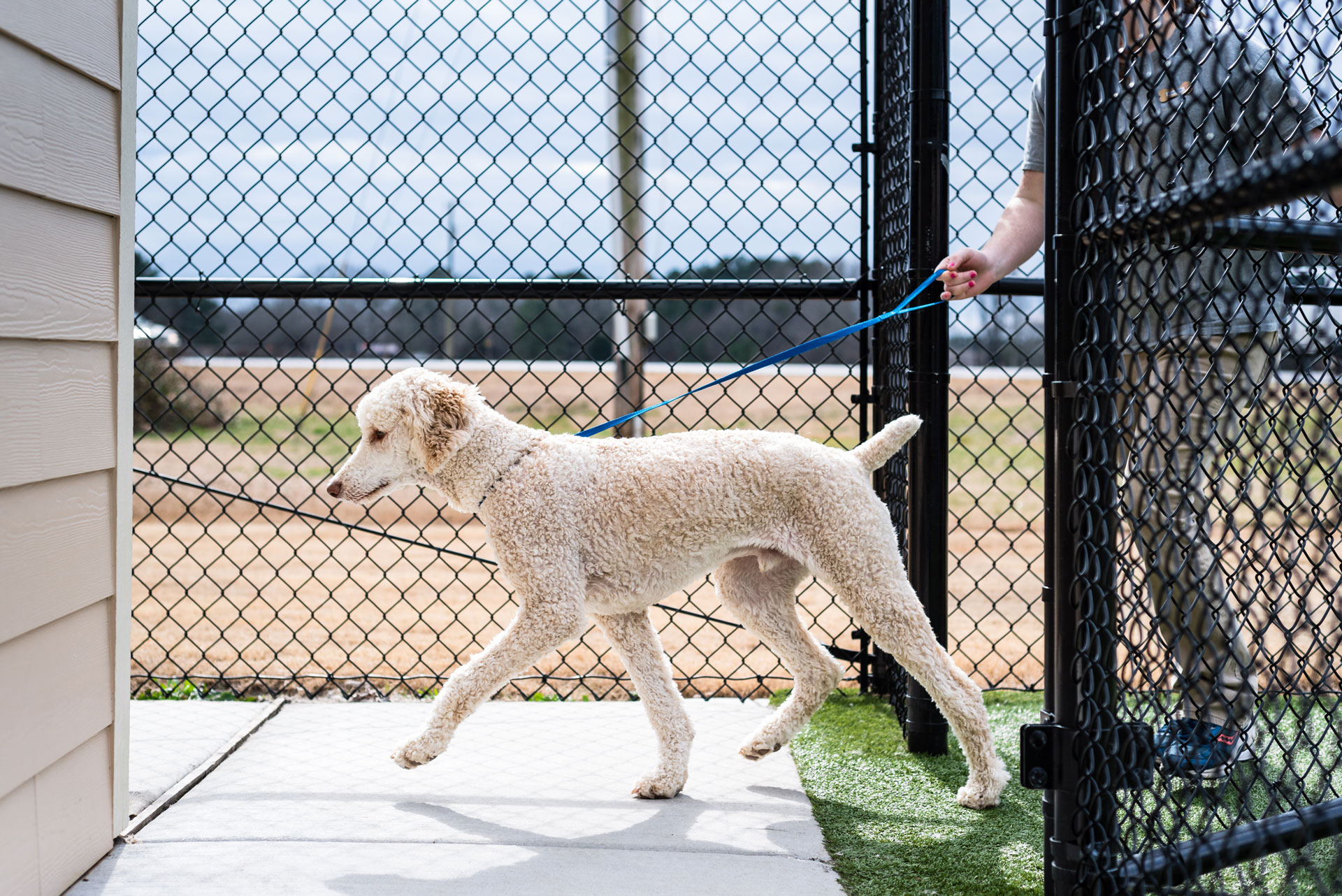 dog on the leash
