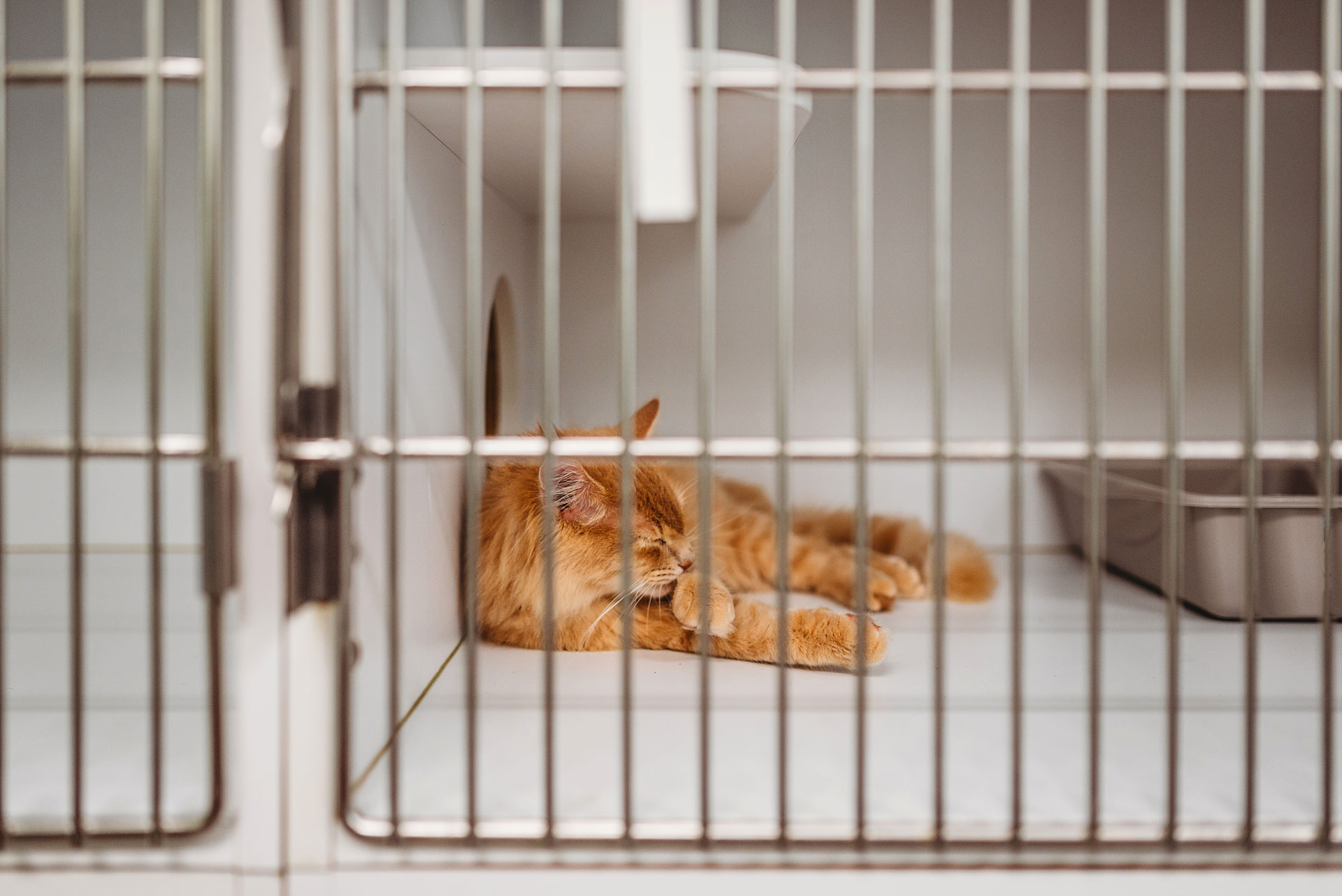 Cat in her cage