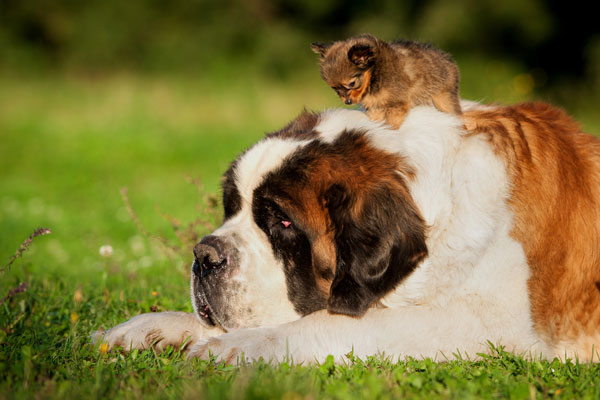 Big saint bernard dog with little toy terrier puppy