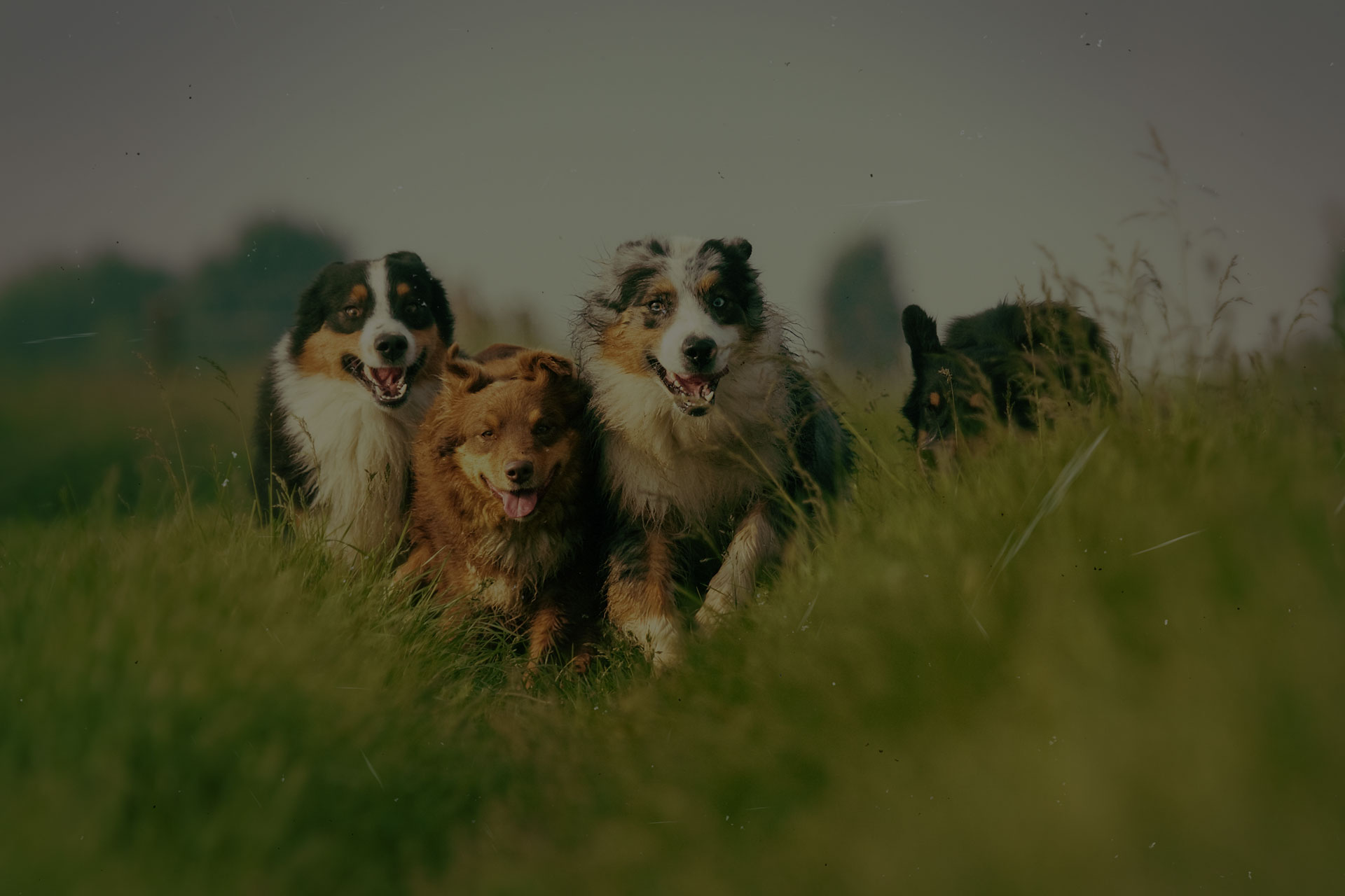 Dogs running outside