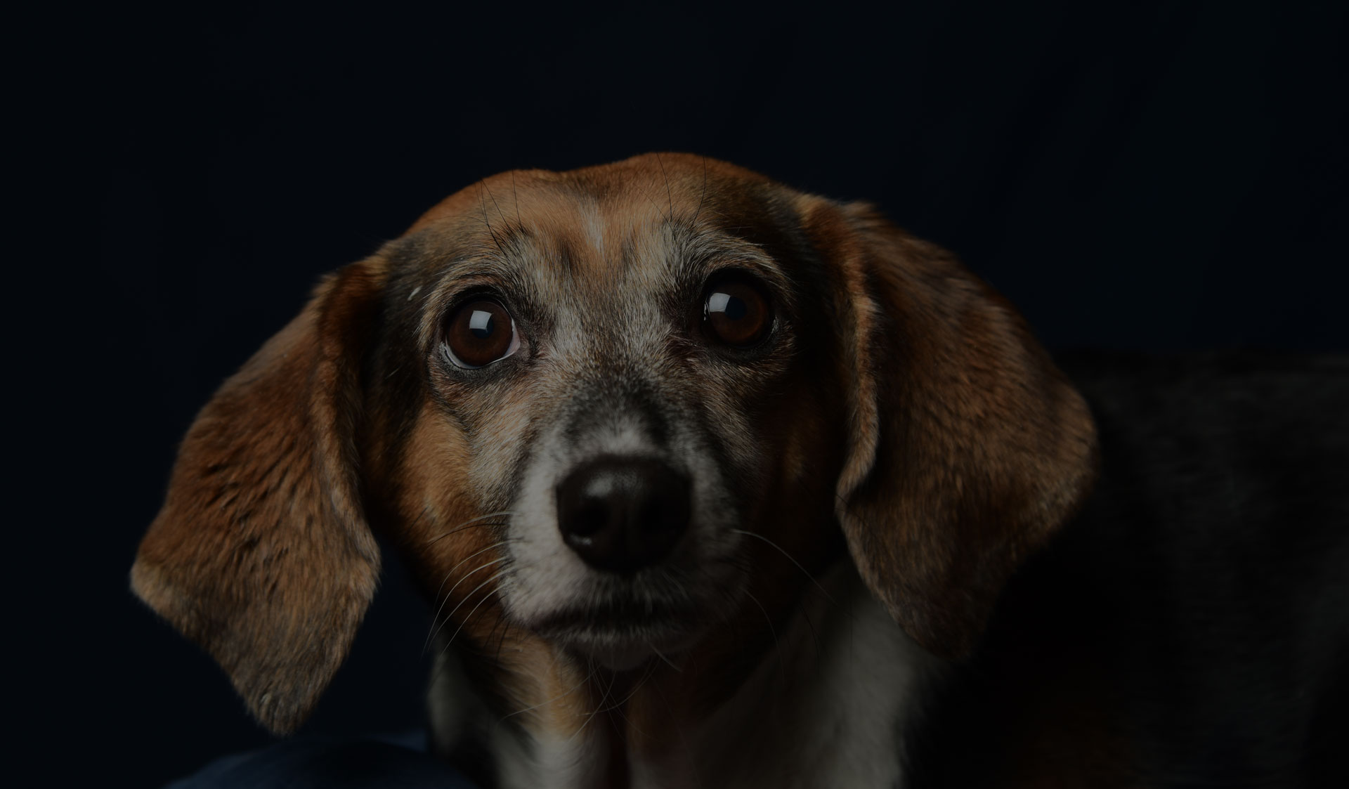 Beagle mix shot against dark background