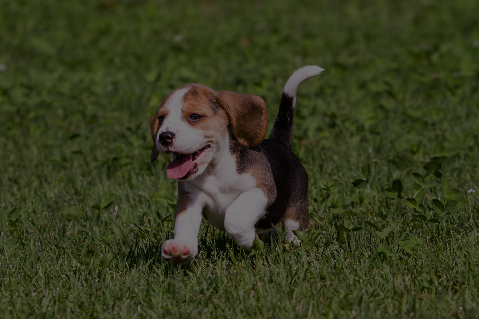 beagle puppy running outdoor