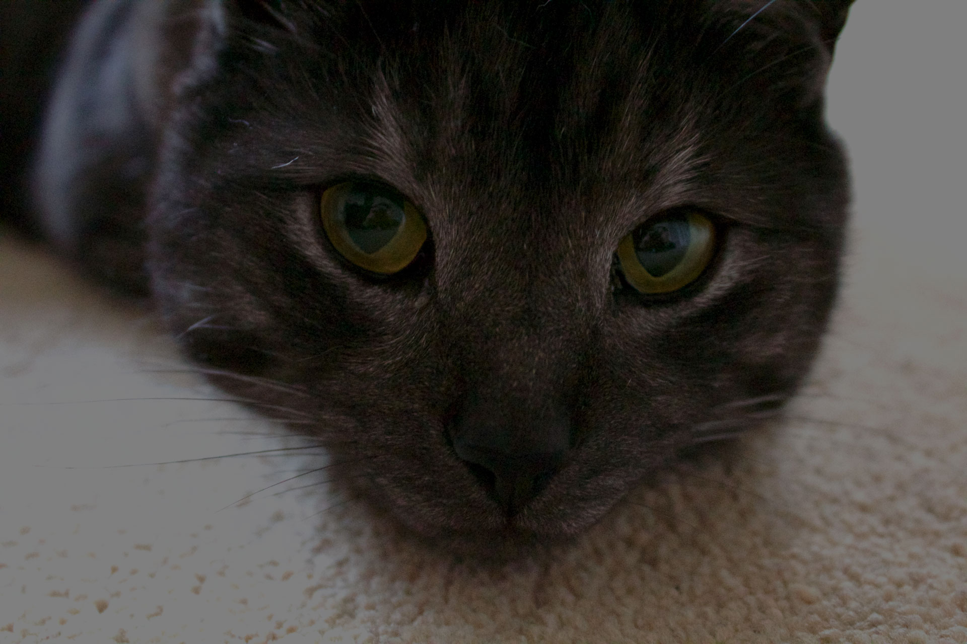 Close up of cat