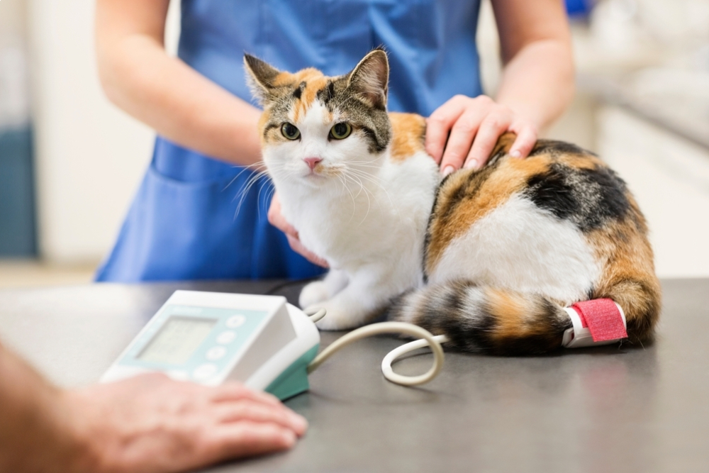 Vet examining cat during preventive care appointment