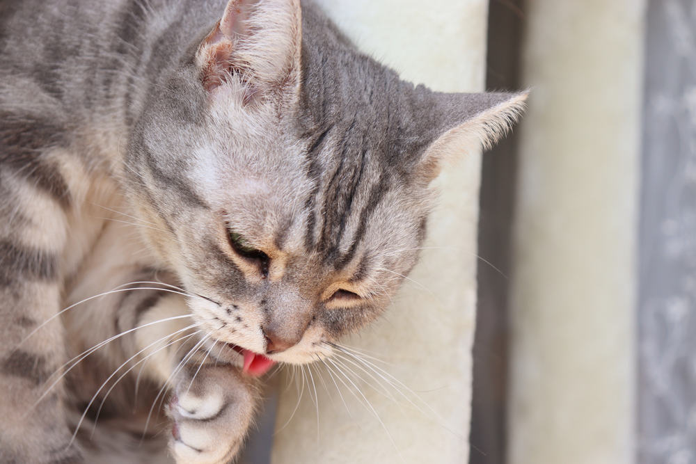 A close-up shot of a grey tabby cat grooming itself, with its pink tongue extended to lick its front paw while looking downward.