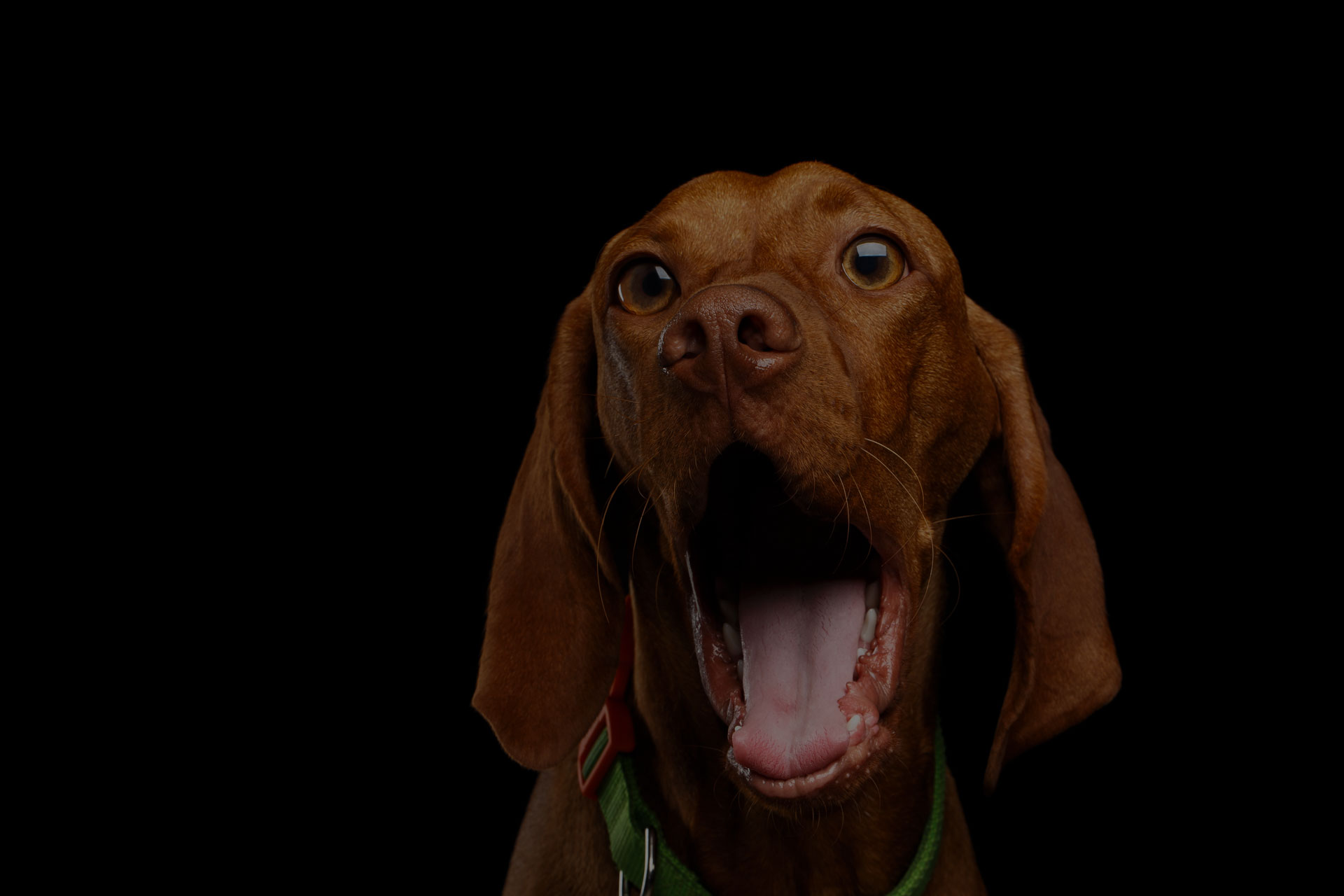 Close-up Portrait of Surprised Hungarian Vizsla Dog with Big Eyes Amazement opened mouth on isolated black background