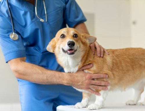 What Does It Mean When Your Pet’s Lymph Nodes Are Swollen?