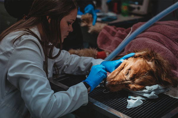 Dental-Care Vet performing dental treatment on dog