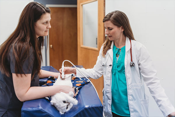 Vet and Technician examining the cat