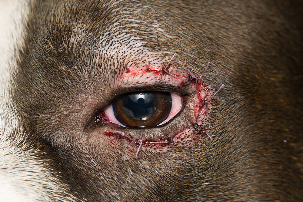 Extreme close-up of a dog's eye showing purple surgical sutures and slight redness on the upper and lower eyelids following a medical procedure.