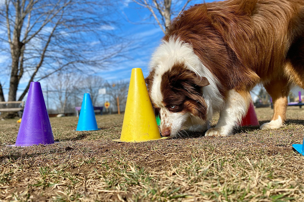 Dog sniffing colored cones during an outdoor scent training activity.