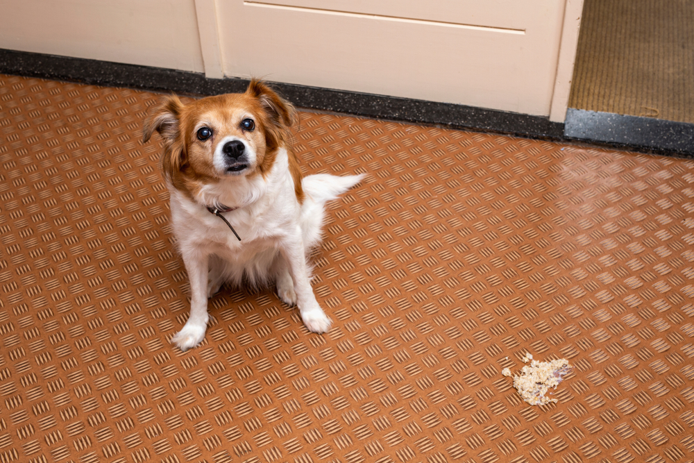 A small brown and white dog sitting on a textured orange floor, looking up at the camera next to a small pile of dog vomit or regurgitated food.