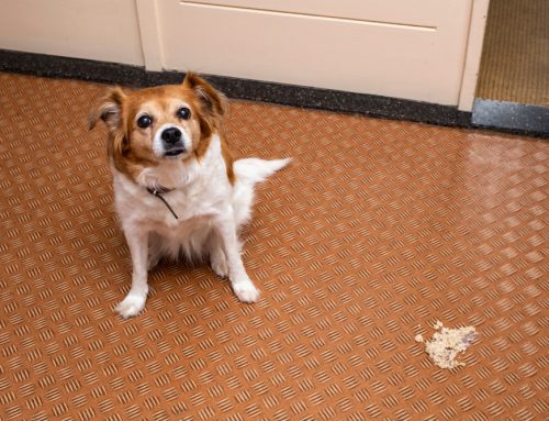 When Does Your Pet’s Throwing Up Stop Being Normal?