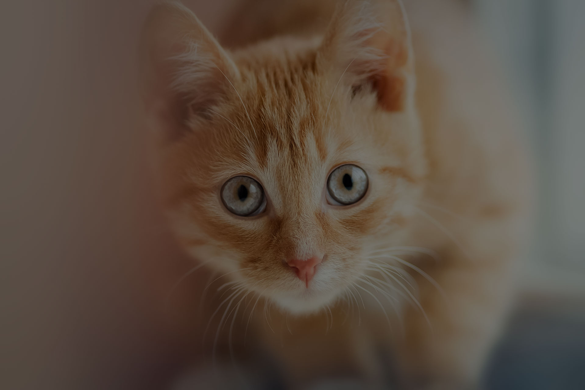 Golden cat looking at camera