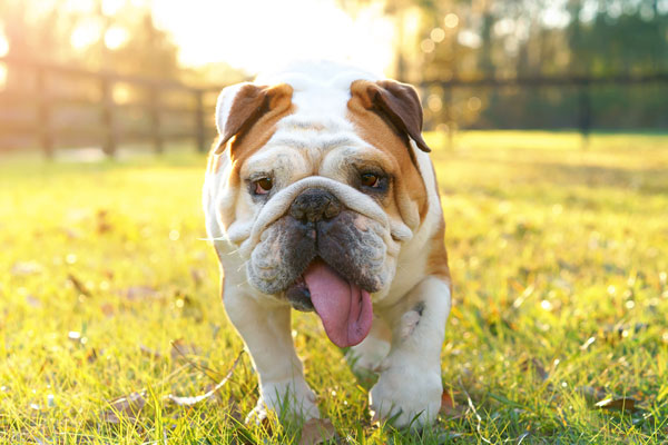 Purebred English bulldog dog canine pet walking towards viewer getting exercise outside in yard grass fenced area looking happy fit hot determined focused