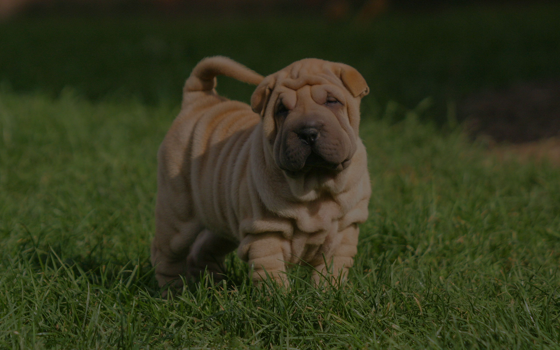 Portrait of a puppy Shar Pei Dog in outdoors.