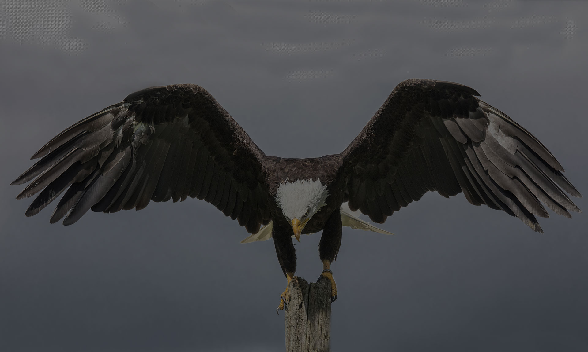 Bald Eagle