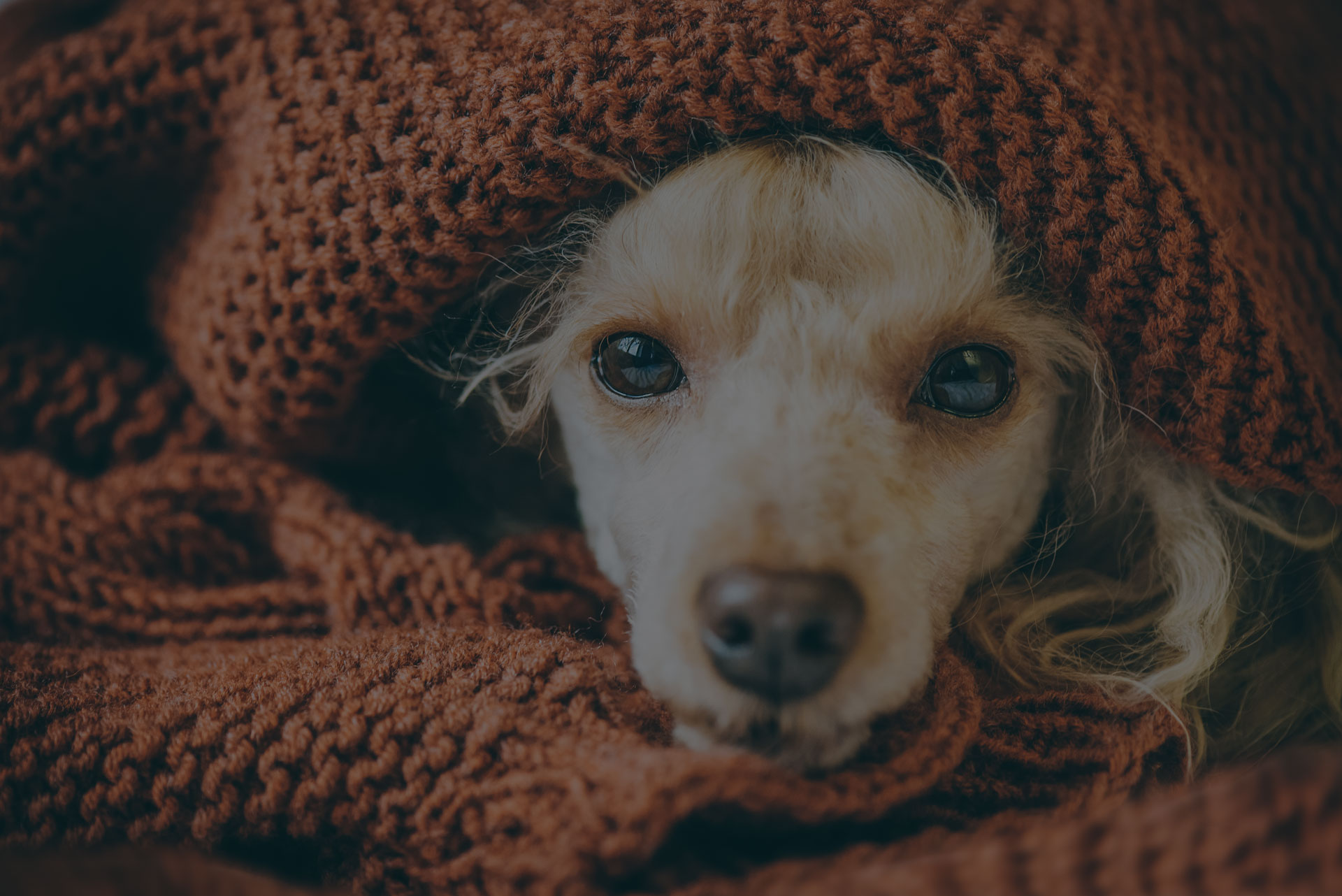 Poodle dog is lying and slepping under the blanket in bed