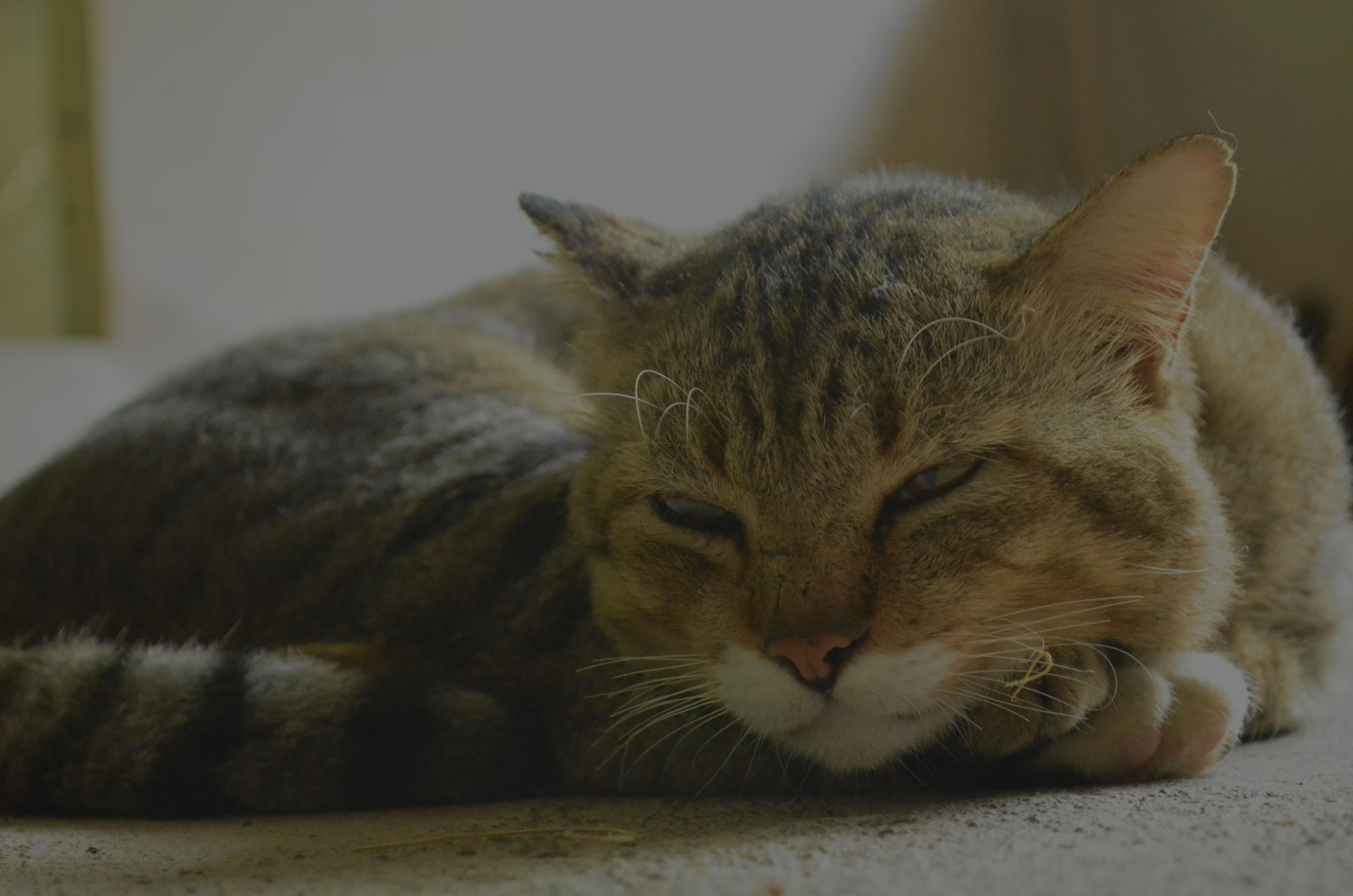 Cat half sleepy