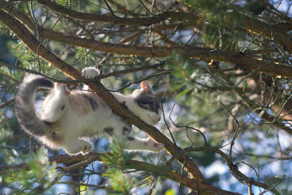 Cat trying not to fall from tree