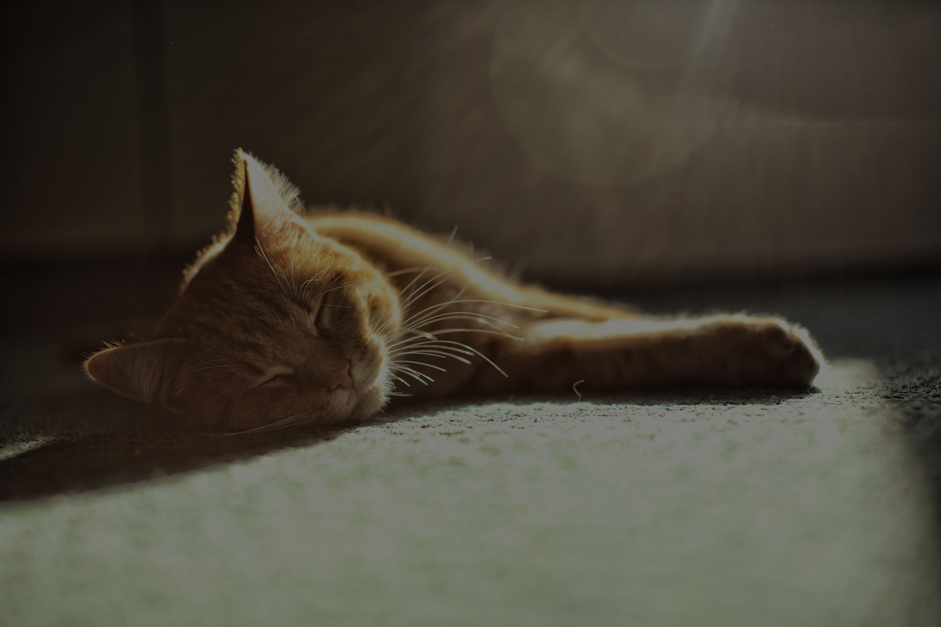 Small beige cat sleeping on greenish carpet with sun beams above