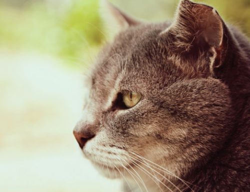 Long in the Tooth: Adding Vitality to Senior Pet Care