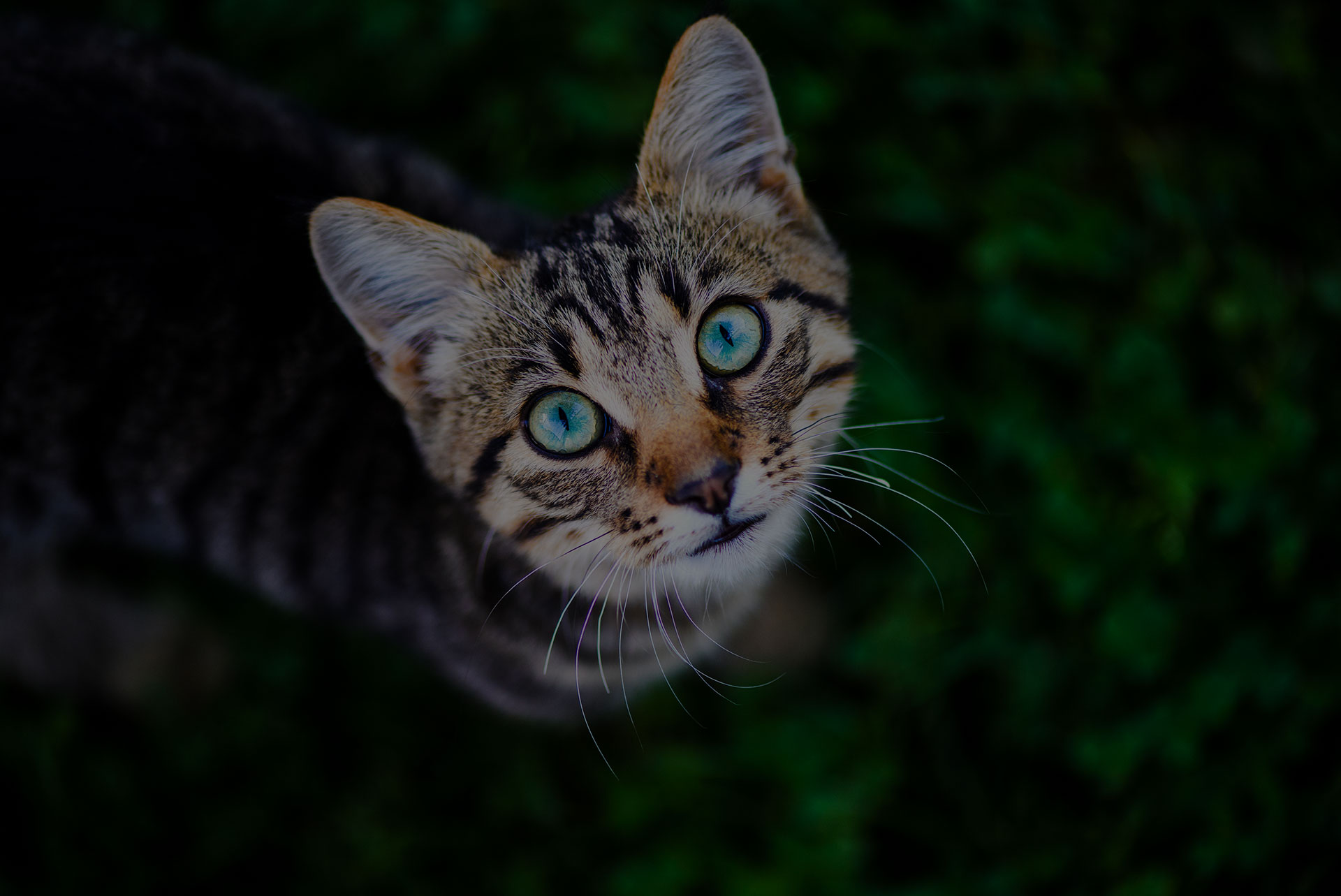 cat with amazing eyes
