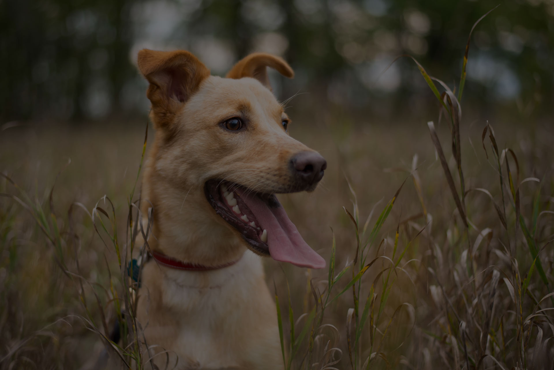 Red mixed breed dog closeup portrait outdoor