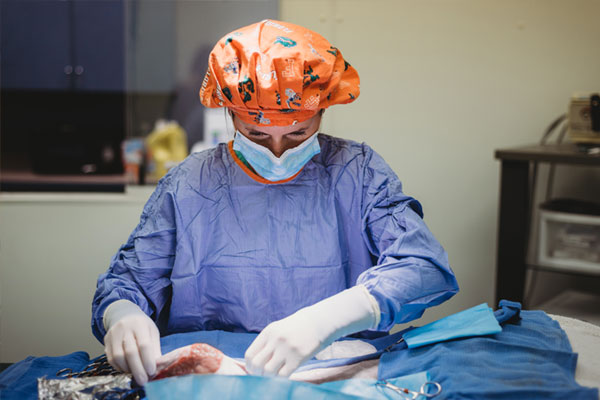 Surgery1 Vet performing surgery