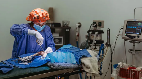 Vet performing the surgery