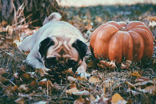 Dog pug in an autumn leaves with pumpkin