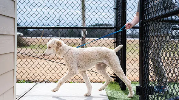 Dog on the leash