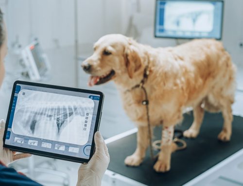 Your Senior Pet’s Wellness Screening: What Tests to Expect and Why