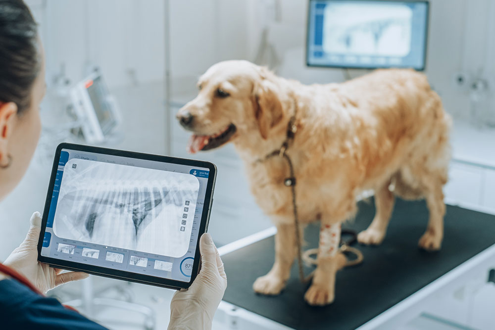 Veterinarian reviewing a dog’s X-ray image during diagnostic evaluation at an animal clinic