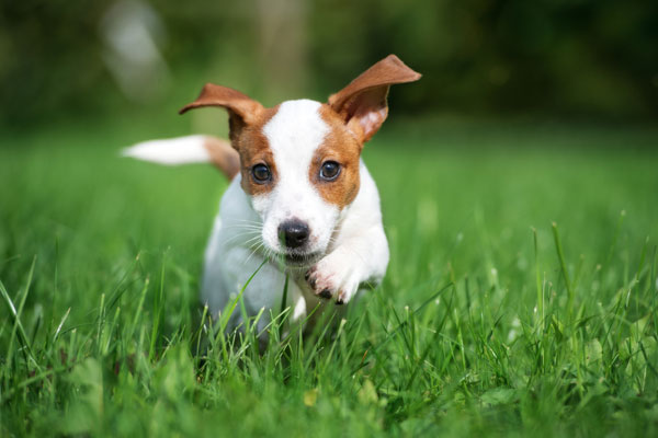 happy puppy running outdoors