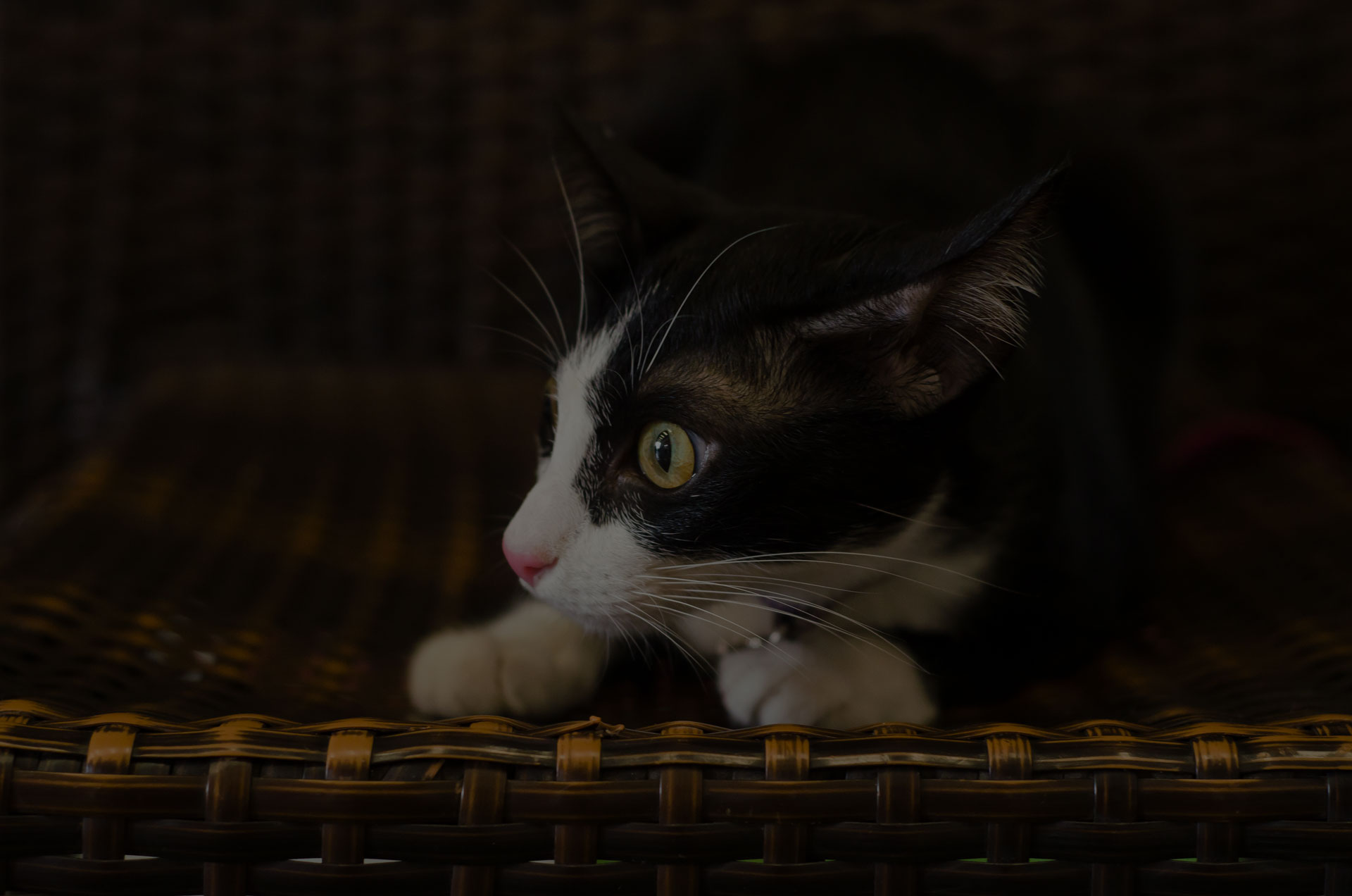 Feared cat