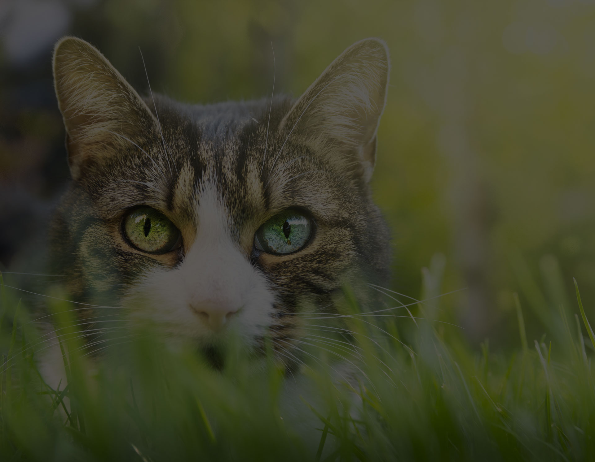 Gray cat with white markings, pink nose and colored eyes in thick grass garden