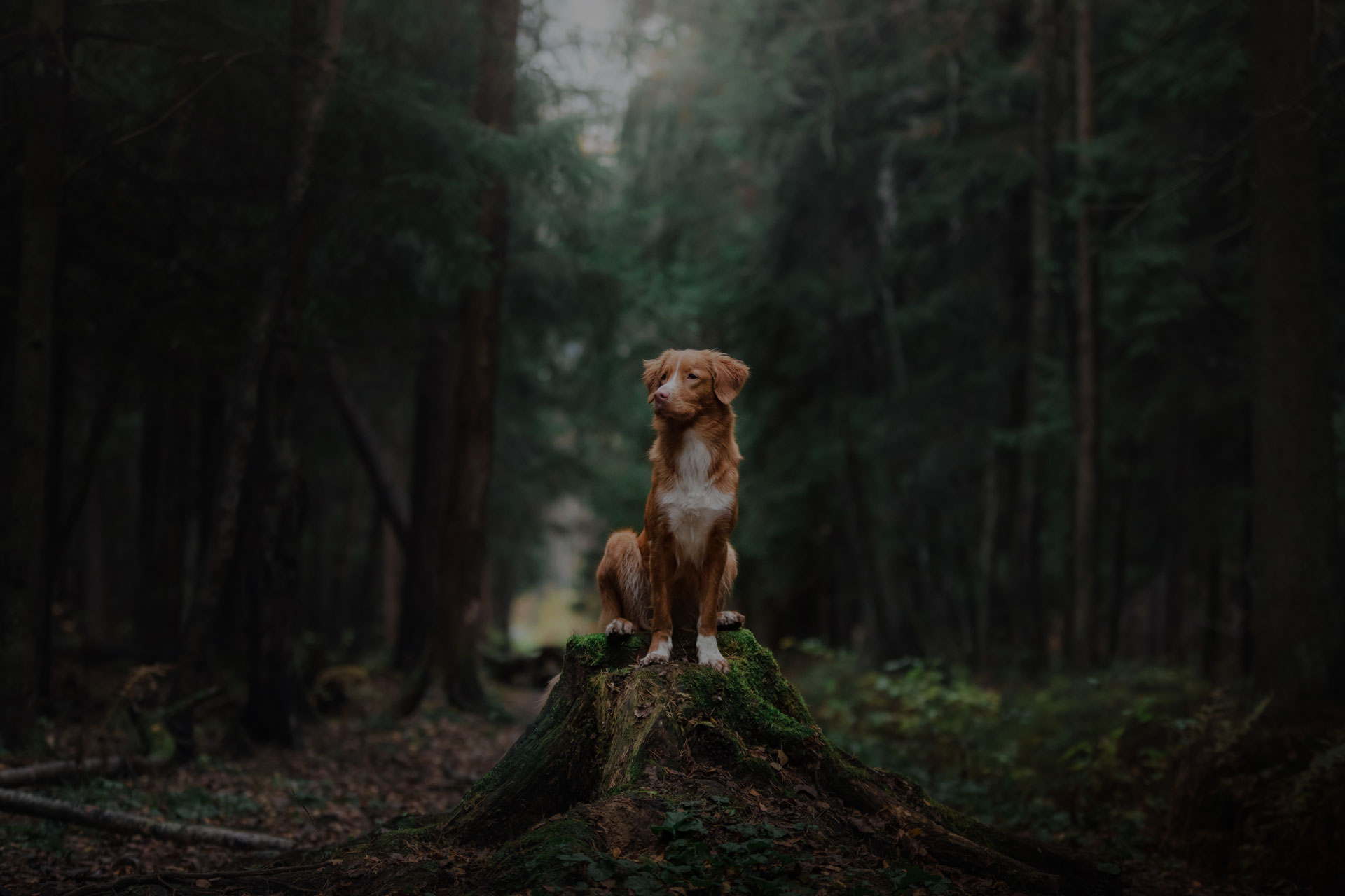 Dog Nova Scotia Duck Tolling Retriever walk in the forest in summer