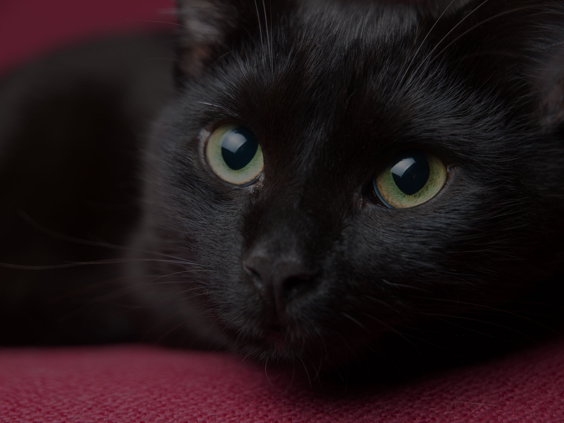 Portrait of a beautiful black cat at home.