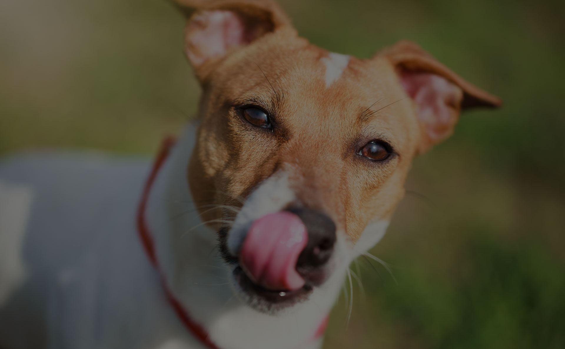 Cute little Jack Russell puppy licking his nose with pink tongue hanging out