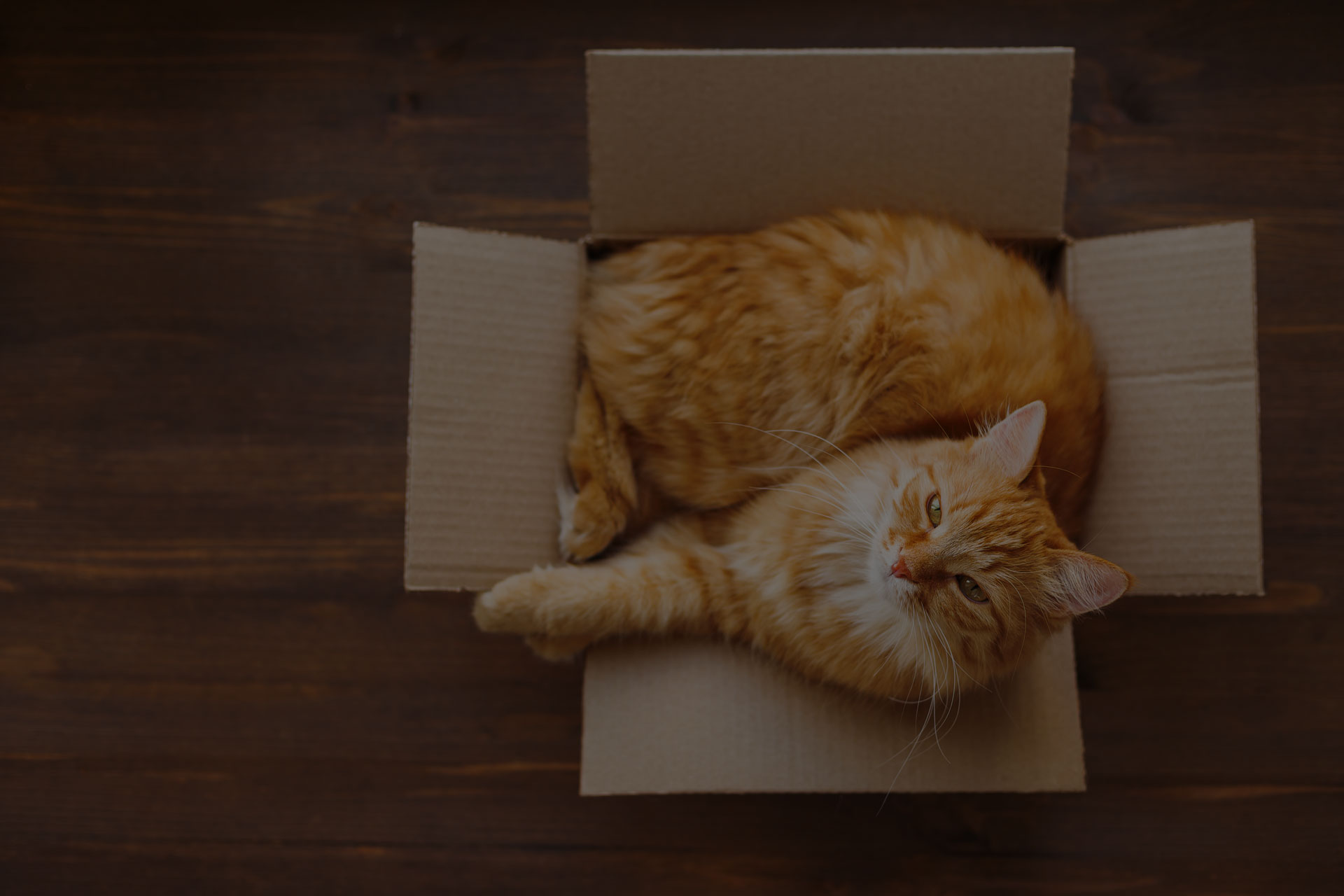 Ginger cat lies in box on wooden background