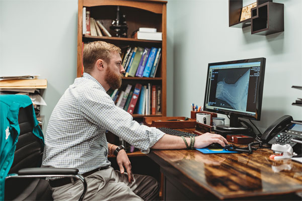 Vet checking reports on monitor