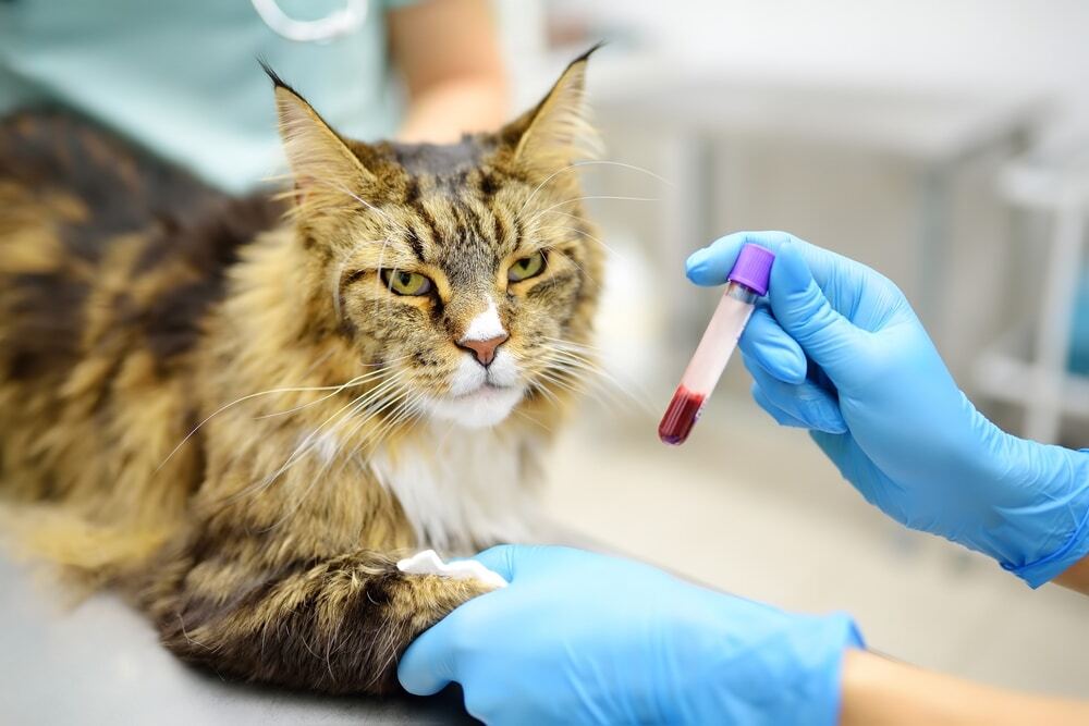 A fluffy Maine Coon cat sits on an exam table while a veterinarian in blue gloves holds a blood sample vial and gently presses gauze to the cat's paw.