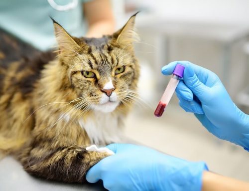 Are Immune-Mediated Blood Diseases in Dogs and Cats as Serious as They Sound?