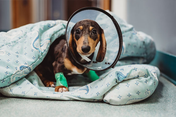 dog_! Dog with bandages in the blanket