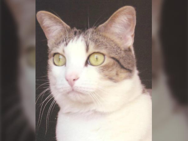 White Cat Portrait