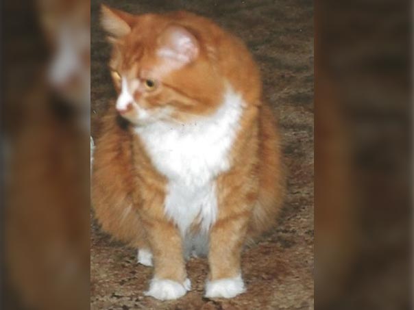 Fat golden cat