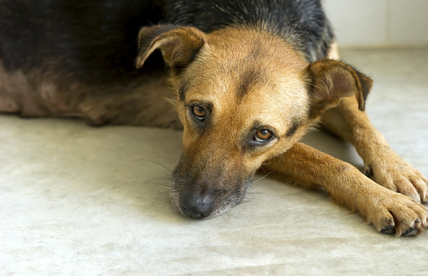Sad Dog