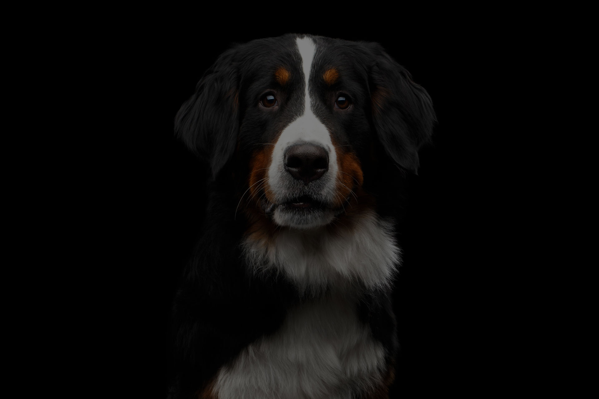 Close-up portrait of Bernese Mountain Dog Curious looking in camera on isolated black background